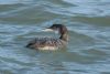 Great Northern Diver at Southend Pier (Martin Cracknell) (46026 bytes) Great Northern Diver at Southend Pier (Martin Cracknell) (46026 bytes)